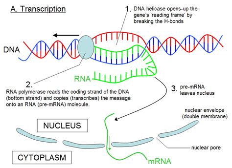 Rna polymerase ii synthesizes mrna, though its initial products are not mature rna but larger precursors, called heterogeneous nuclear rna, which are completed later (see below processing of. Protein Synthesis - apbiowiki