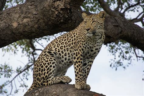 African Leopard Facts Distribution Habitat Diet Pictures