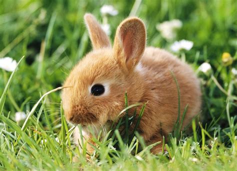 40 Cute Brown Bunny Rabbit Themes Company Design Concepts For Life