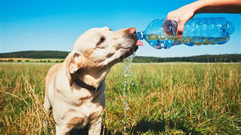 ¿perro Deshidratado Maneras Para Identificar Los Síntomas Mui Mascotas