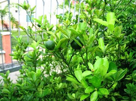 We did not find results for: FIRASFARMS: LIMAU PURUT