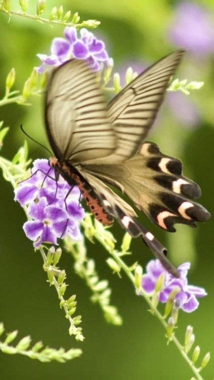 SPRING TIME BUTTERFLY Beautiful Bugs Beautiful Butterflies