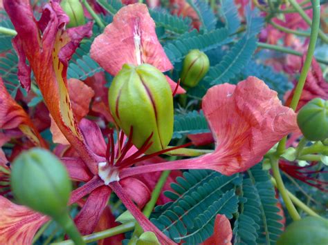 Check spelling or type a new query. MAURITIUS ISLAND - ILE MAURICE: FLAMBOYANT FLOWERS & TREES