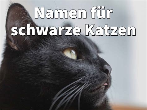 Namen Für Schwarze Katzen Weiblich Und Männlich