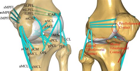 Schematic Of The Knee Model With Contact Conditions And 21 Ligament