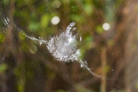 Maybe you would like to learn more about one of these? Prevent birds from hitting windows with these products ...