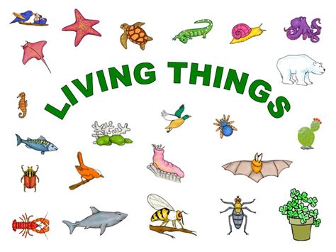 Ppt Living Things Powerpoint Presentation Free Download Id4423718