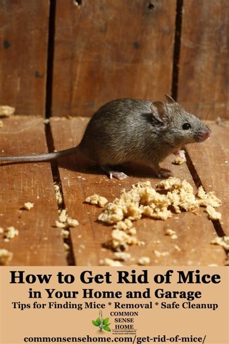 How do i get rid of the urine smell? How do you get rid of mouse urine smell IAMMRFOSTER.COM
