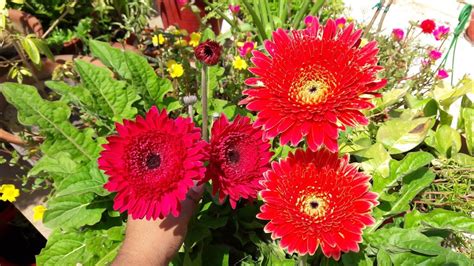 How To Grow Gerbera By Seeds Easy Way To Grow Gerbera Plant By Seeds