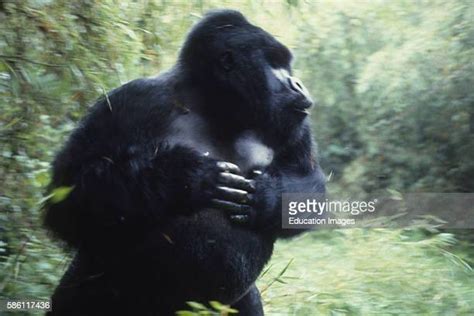Gorilla Chest Beating Photos Et Images De Collection Getty Images