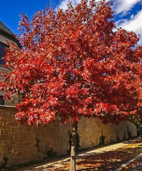 Shumard Red Oak Trees For Sale Online The Tree Center