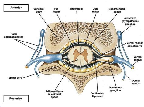 Ppt Spinal Cord And Spinal Nerves Powerpoint Presentation Free