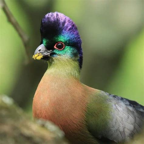 10 Birds With Magnificent Mohawks Every Colour Of The Rainbow