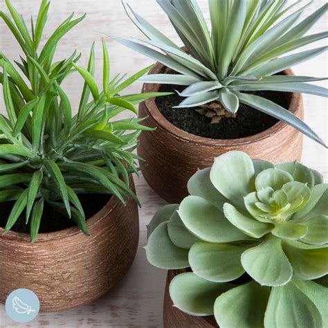 Three Succulent Plants In Wooden Pots On A Table