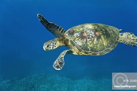 Adult Green Sea Turtle Chelonia Stock Photo