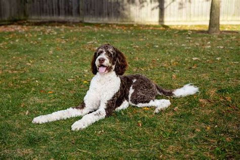 Bernedoodle Breed Information Guide Photos Traits And Care Bark Post