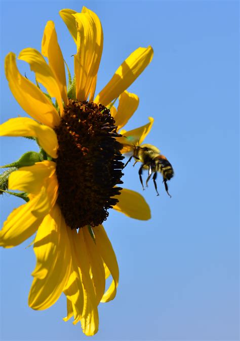 Bee And A Sunflower