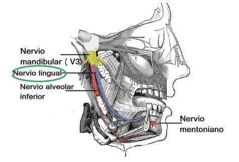 Nervio Lingual Origen Inervación Importancia Clínica