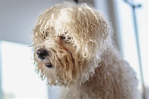 Dog Getting Haircut At Grooming Salon And Pet Spa Stock Photo Image