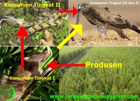 Ekosistem padang rumput ini tercipta karena iklim subtropis atau tropis dalam rantai makanan sawah, tanaman padi dan rumput merupakan produsen autotrofik atau organisme pembuat makanan sendiri dalam proses fotosintesis. Pengertian Rantai Makanan dan Contoh Rantai Makanan pada ...