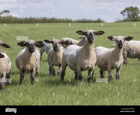 Domestic Sheep Hampshire Down Shearling Ewes Flock Standing In