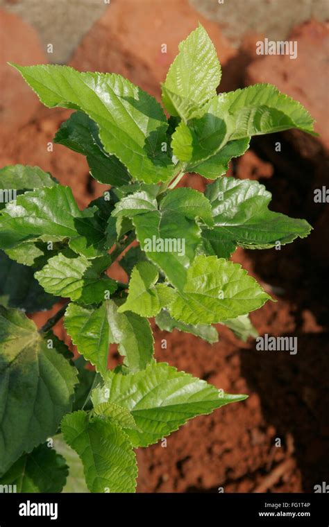 Ayurvedic Medicinal Plant Scientific Name Morus Alba L Botanical