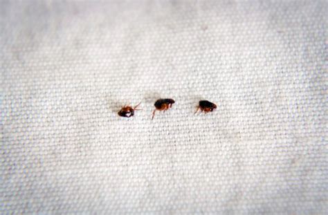 Ways To Get Rid Of Fleas In Your Carpet Carpet Vidalondon