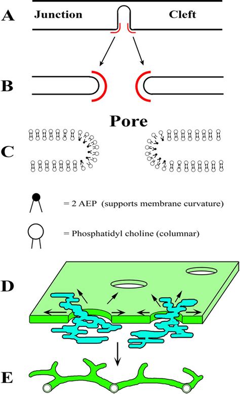 A Model Detailing Membrane Conditioning During Pore Expansion A A