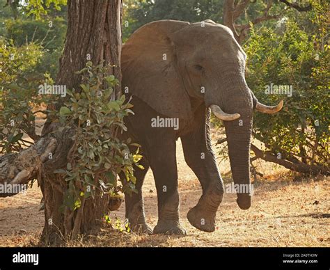 Bull African Elephant Loxodonta Africana Tusker With Front Leg Raised