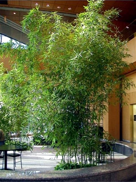 Many home gardeners feel nervous about its ability to grow at an. Yes Bamboo garden do at home - important garden design ideas | Interior Design Ideas - Ofdesign