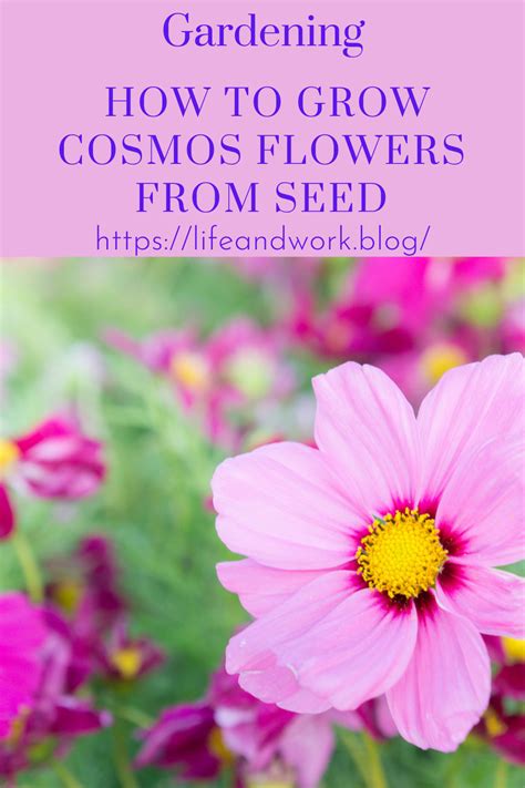 Gardening How To Grow Cosmos Flowers From Seed