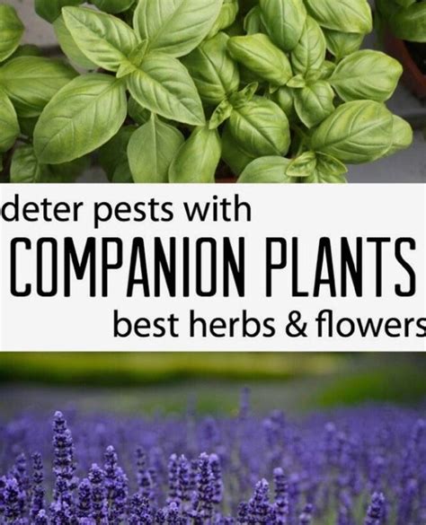 Deter Pests With Companion Plants Best Herbs Flowers Companion