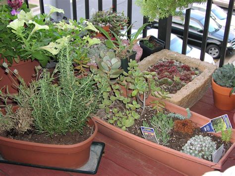 Cacti are fleshy plants that store water, which makes them a part of this group. part of my cactus, succulents and herbs on our condo ...