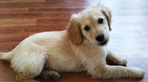 20 Fun Facts You Didnt Know About Golden Retrievers