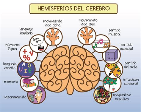 Información sobre el hemisferio izquierdo y derecho del cerebro Cuadros comparativos e imágenes
