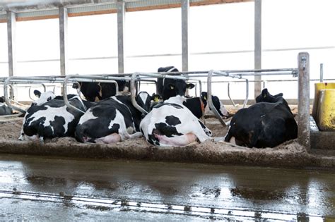 Give The Cows Some Rest Nedap Livestock Management