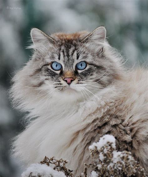 Best Of Pinterest Pretty Cats Siberian Cat Beautiful Cats