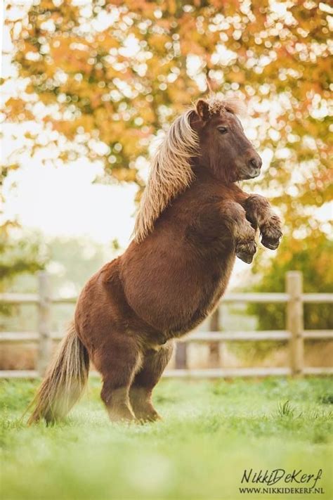 Cutest Little Chubby Pony Rearing Up Look At That Belly Horses