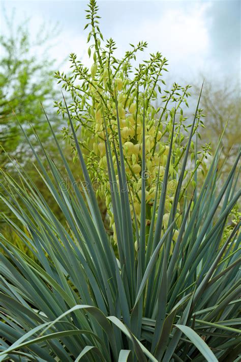 Some types of cactus also grow in mexico, southwestern united states and the caribbean. Agave Plant Growing On Red Sand In Morocco Stock Image ...