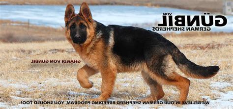 Imported German Shepherd Puppies For Sale