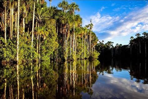 10 Best Amazon Rainforest Tours And Trips From Cusco Tourradar