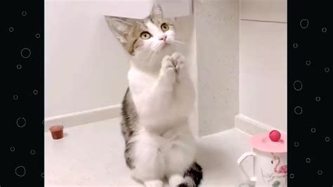 Cats Will Make You Laugh So Hard Funny Cats Compilation Youtube