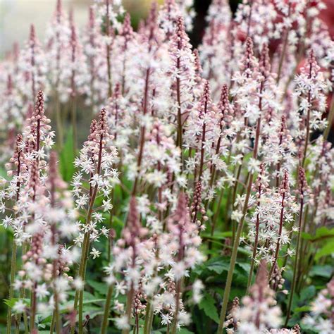 Tiarella Sugar And Spice Terra Nova Nurseries Inc