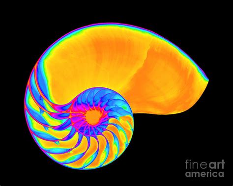 X Ray Of Nautilus Photograph By Bert Myers Fine Art America