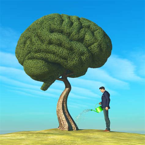 Tree Brain Stock Photos Pictures And Royalty Free Images Istock