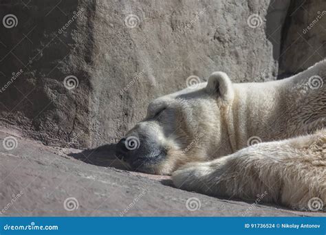 Sleeping Polar Bear In The Moscow Zoo Stock Photo Image Of Outdoors
