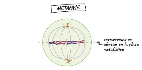 Placa Metafásica Cromossômica Reagente Nuclear Pontilhado Fino Denso