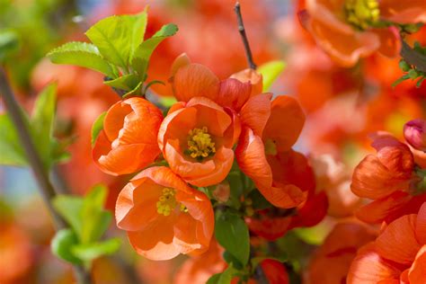 How To Grow And Care For Flowering Quince Shrubs