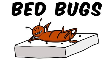 Bed Bug Faq Rapid Pest Solutions