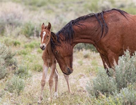 Information About Horses And Foals